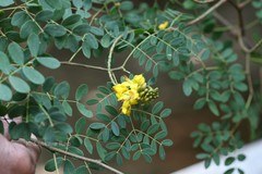 Caesalpinia ferrea